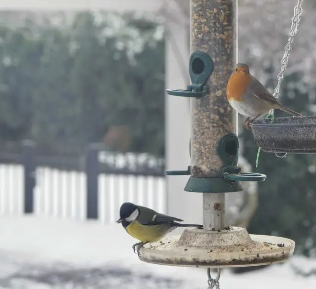 Ein Rotkehlchen und eine Kohlmeise an einer gut gefüllten Futterstelle: Mit einfachen Mitteln lässt sich Vögeln im Winter schnell helfen. Wichtig sind das richtige Futter (Sonnenblumenkerne, Haferflocken) und ein geschützter, sauberer Platz. Die neue Ratgeber-Serie der ORBEA „Natur vor der Haustür“ zeigt Schritt für Schritt, wie jede und jeder die heimische Vogelwelt unterstützen kann. | Foto: ORBEA