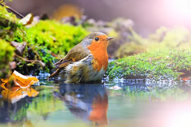 Foto: drakuliren/stock.adobe.com