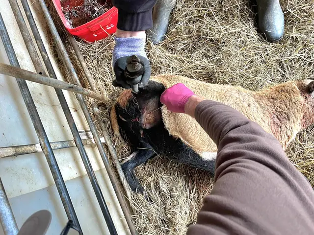 Das schwer verletzte Schaf | Foto: Andrea Brand 