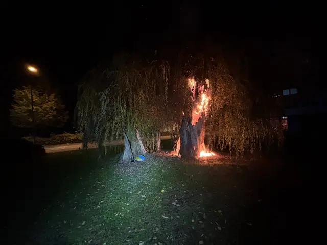 Ein Baum auf dem Kennedyplatz in Kaiserslautern stand am Freitagmorgen in Vollbrand. Die Feuerwehr löschte das Feuer, die Polizei ermittelt zur bislang unklaren Brandursache. | Foto: Polizeidirektion Kaiserslautern