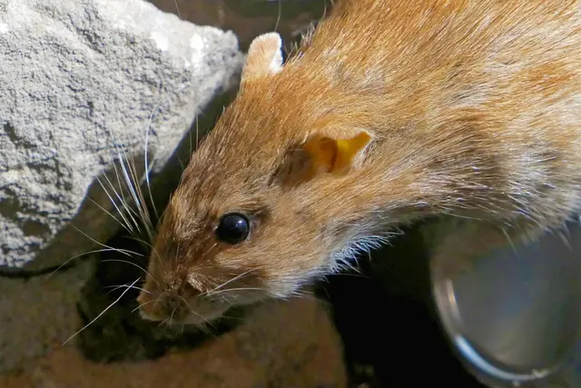 Die Ratte eröffnet am Mittwoch, 4. November, die NaturGeschichten im Pfalzmuseum Bad Dürkheim. | Foto: Bildquelle: Pfalzmuseum für Naturkunde (honorarfrei)