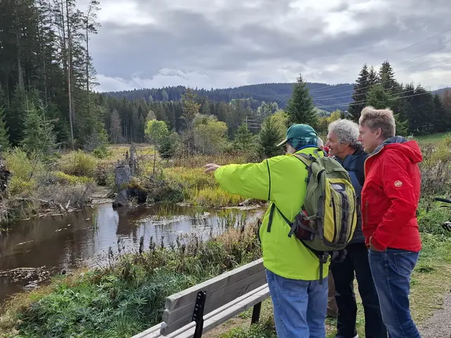 Der neue Biberthemenweg am Feldberg ist barrierearm und eignet sich auch für Ausflüge mit Kinderwagen. | Foto: ©Hochschwarzwald Tourismus GmbH