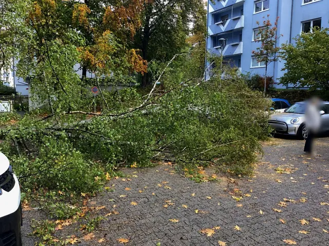 Besonders heftig traf der Sturm den Betzenberg, wo ein umstürzender Baum mehrere geparkte Autos beschädigte. Insgesamt mussten die Einsatzkräfte rund zehnmal ausrücken. | Foto: Feuerwehr Kaiserslautern