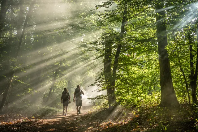 Im Pfälzerwald startet die Umsetzung eines neuen Grundwanderwegenetzes. | Foto: Pfalz Touristik, Dominik Ketz