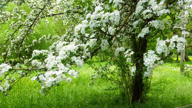 Am Lambrechter Bahnhof wachsen nun rund 300 naturnahe Stauden statt Schotter und Thuja-Hecken. Der eingriffelige Weißdorn gehört zu den heimischen Gehölzen, die zahlreichen Insekten Nahrung und Lebensraum bieten. | Foto: hjschneider/stock.adobe.com