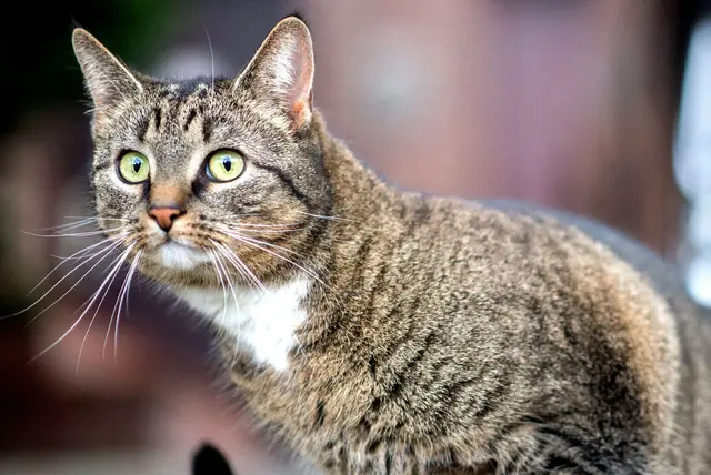 Ein Tierarzt entfernte ein Projektil aus dem Körper der Katze. (Symbolbild) | Foto: Hauke-Christian Dittrich/dpa