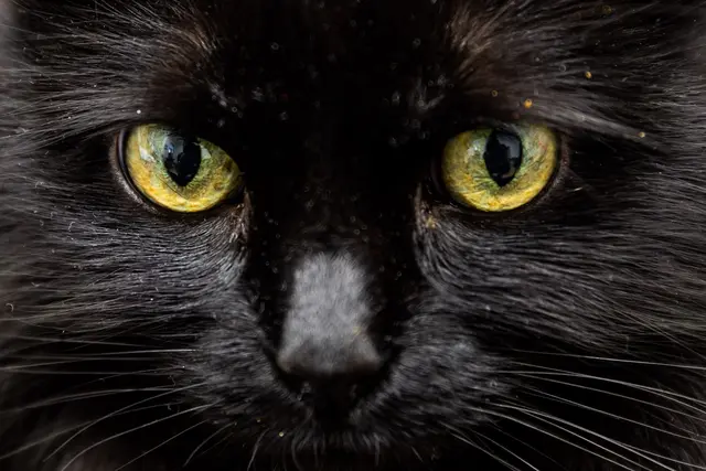 Ein schwarzer Kater wurde erhängt aufgefunden. (Archivbild) | Foto: Christoph Soeder/dpa/dpa-tmn