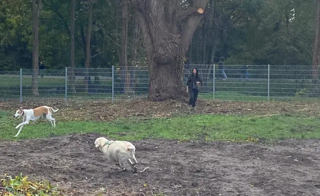 Die neue öffentliche Hundewiese kann ab sofort genutzt werden. Weil an der Weide ein großer Ast abgebrochen war, musste der Baum
zurückgestutzt werden. | Foto: Stadt Neustadt