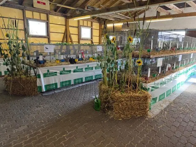 In Haßloch zeigen Züchterinnen und Züchter rund 100 Rassekaninchen. | Foto: Kaninchenzuchtverein P20 Haßloch
