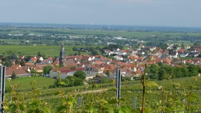 Panoramabild Kallstadt | Foto: Urlaubsregion Freinsheim