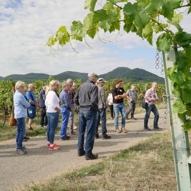 Weinbergwanderung-Bio-Wein-und-Sektgut-Wilhelmshof-Siebeldingen-Weinstrasse-Pfalz | Foto: Wein- und Sektgut Wilhelmshof