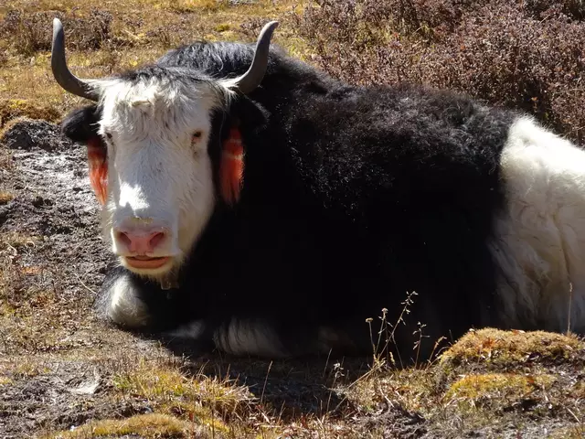Ein ruhendes Yak in Nepal  | Foto: (c) Dr. Matthias Kroner, Eisenberg-Steinborn