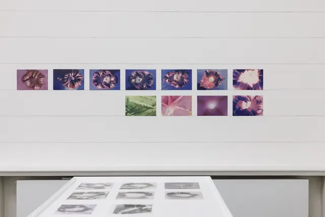 Ausstellungsansicht, Stefan Bertalan: Ich habe 130 Tage mit einer Sonnenblume gelebt, Badischer Kunstverein, Karlsruhe 2025. | Foto: Felix Grünschloß