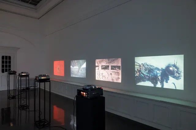 Ausstellungsansicht, Stefan Bertalan: Ich habe 130 Tage mit einer Sonnenblume gelebt, Badischer Kunstverein, Karlsruhe 2025. | Foto: Felix Grünschloß