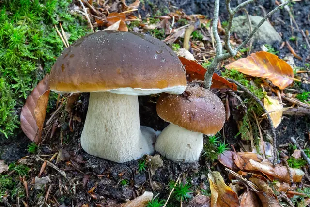 Foto: Dr. Jörg-Thomas Titz 