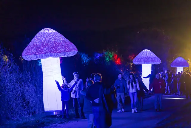 Verschiedene Licht- und Lasershows bereiten ein Erlebnis der ganz besonderen Art. Für Groß und Klein gibt es jede Menge zu bestaunen und zu entdecken! | Foto: Heimatlichter GmbH