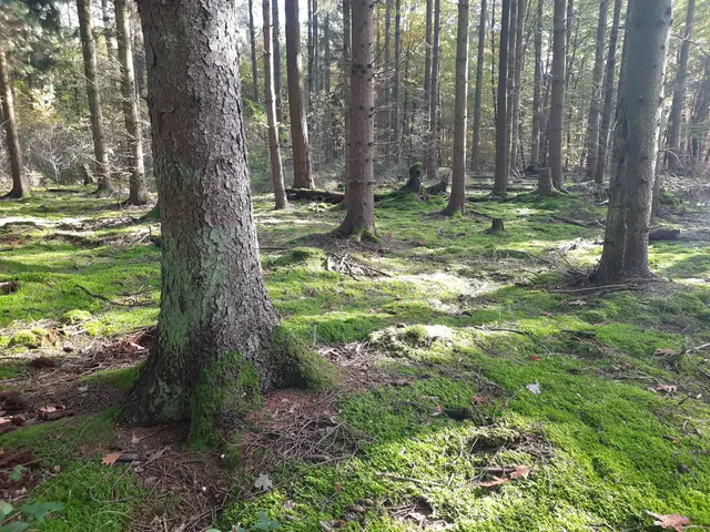 Fichten auf Moos gebettet | Foto: Heidrun Knoch