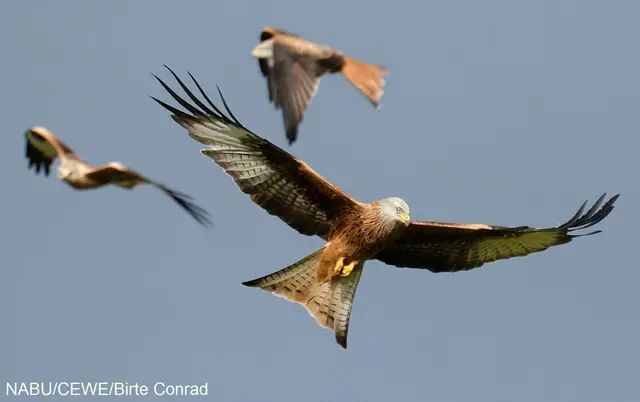 Foto: NABU Birte Conrad