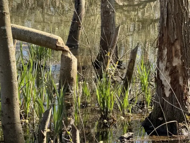 Bissspuren eines Bibers  | Foto: (C) Karin Schatz, Kirchheimbolanden