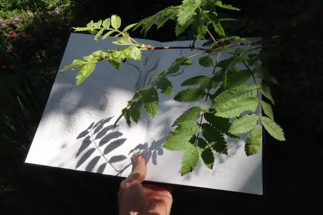 Begegnung mit Pflanzen und Bildern für einen Tag. Workshop mit Tobias Kraft zur Ausstellung Stefan Bertalan: Ich habe 130 Tage mit einer Sonnenblume gelebt und Plants_Intelligence | Foto: Tobias Kraft