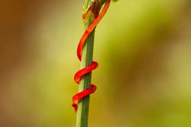 Convovulaceae, Cuscuta epithymum | Foto: Maren Riemann