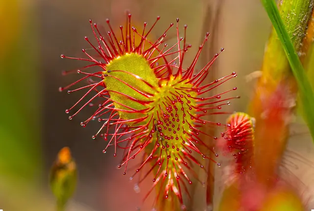 Droseraceae, Drosera anglica | Foto: Maren Riemann
