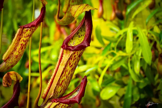 Nepenthaceae, Nepenthes maxima | Foto: Maren Riemann