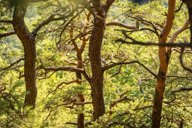 Foto: Verein SÜW Annweiler e.V., Fotograf: Dominik Ketz