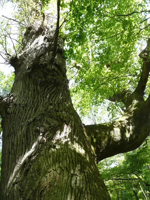 Mächtige Eiche | Foto: Heidrun Knoch