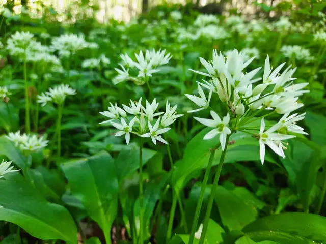 Bärlauch | Foto: Heidrun Knoch