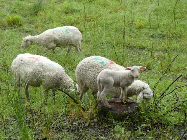 Per Anhalter durch Wald, Wiese und Weide | Foto: Heidrun Knoch