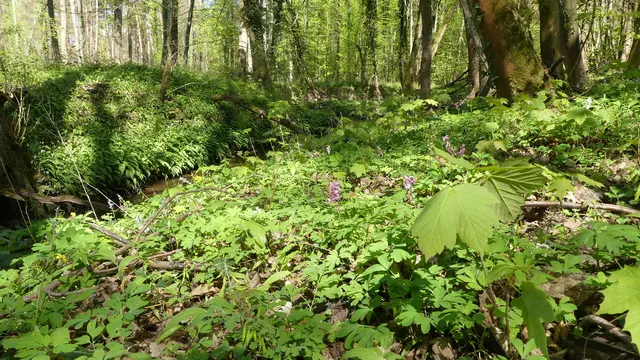 Der Frühling trägt grün | Foto: Heidrun Knoch