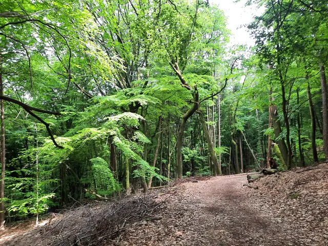 Waldansicht | Foto: Heidrun Knoch