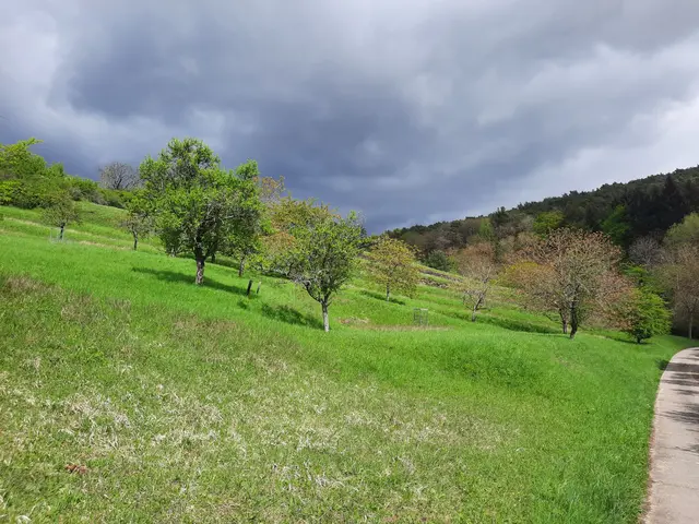 Streuobstwiesen | Foto: Heidrun Knoch