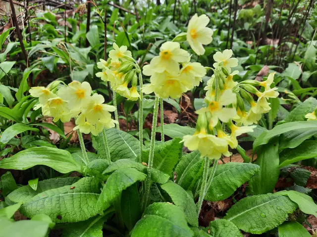 Schlüsselblume | Foto: Heidrun Knoch