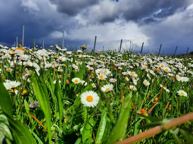 Üppige Wiese | Foto: Heidrun Knoch