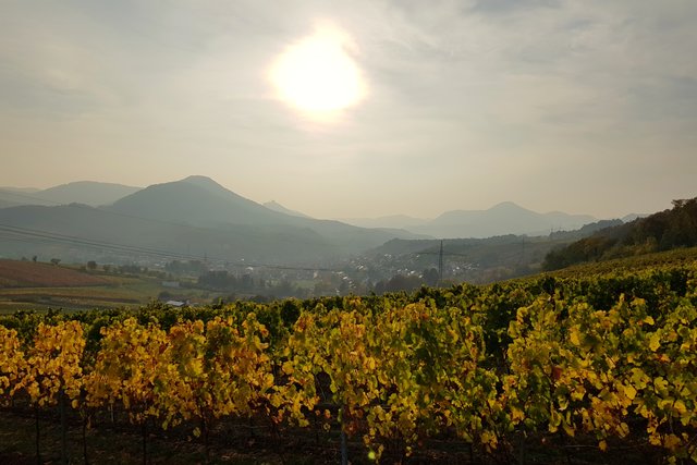 Blick über Albersweiler Richtung Trifels | Foto: Ronnie Hammer 