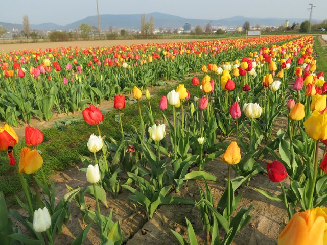 Tulpen so weit das Auge reicht | Foto: Brigitte Melder