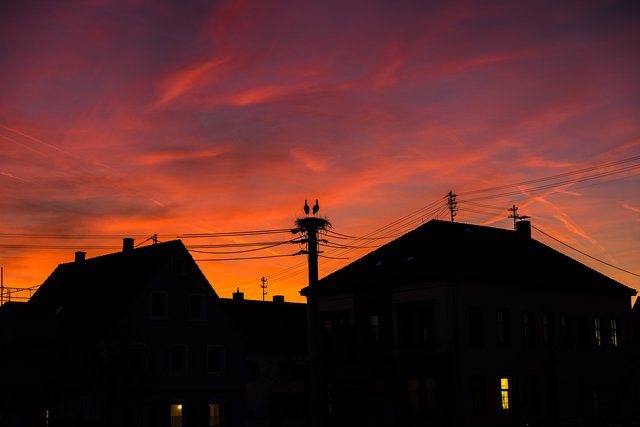 Störche in Böhl