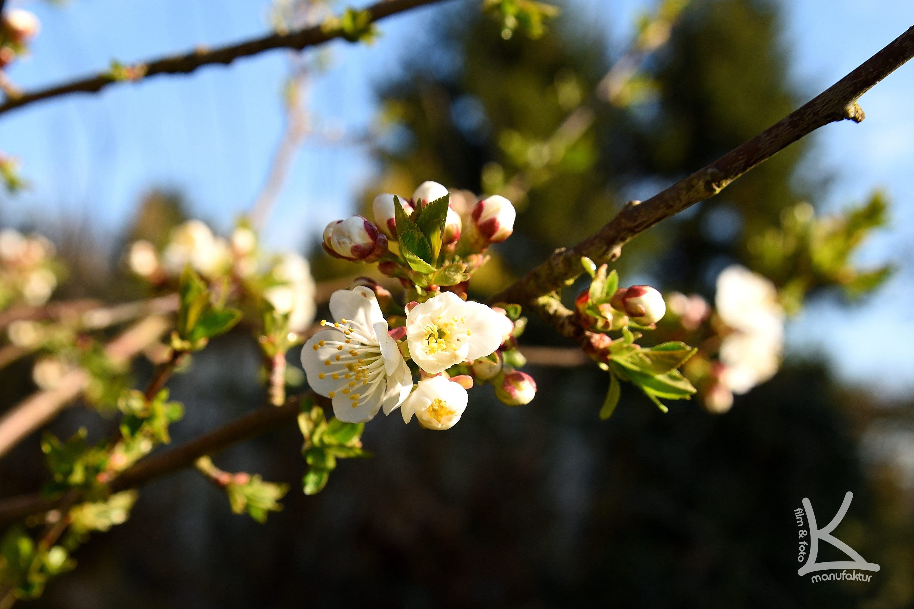 Die Kirschblüte hat begonnen.
Heute in unserem Garten in Sulzbachtal.
Wünsche euch allen einen schönen Tag und frohe Osterfeiertage.
www.film-fotomanufaktur.de