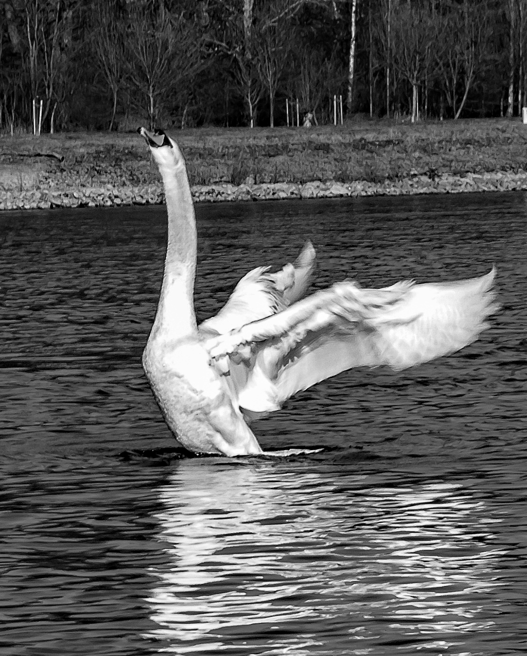 Der Schwan im Rhein bei Oberhausen/Rheinhausen