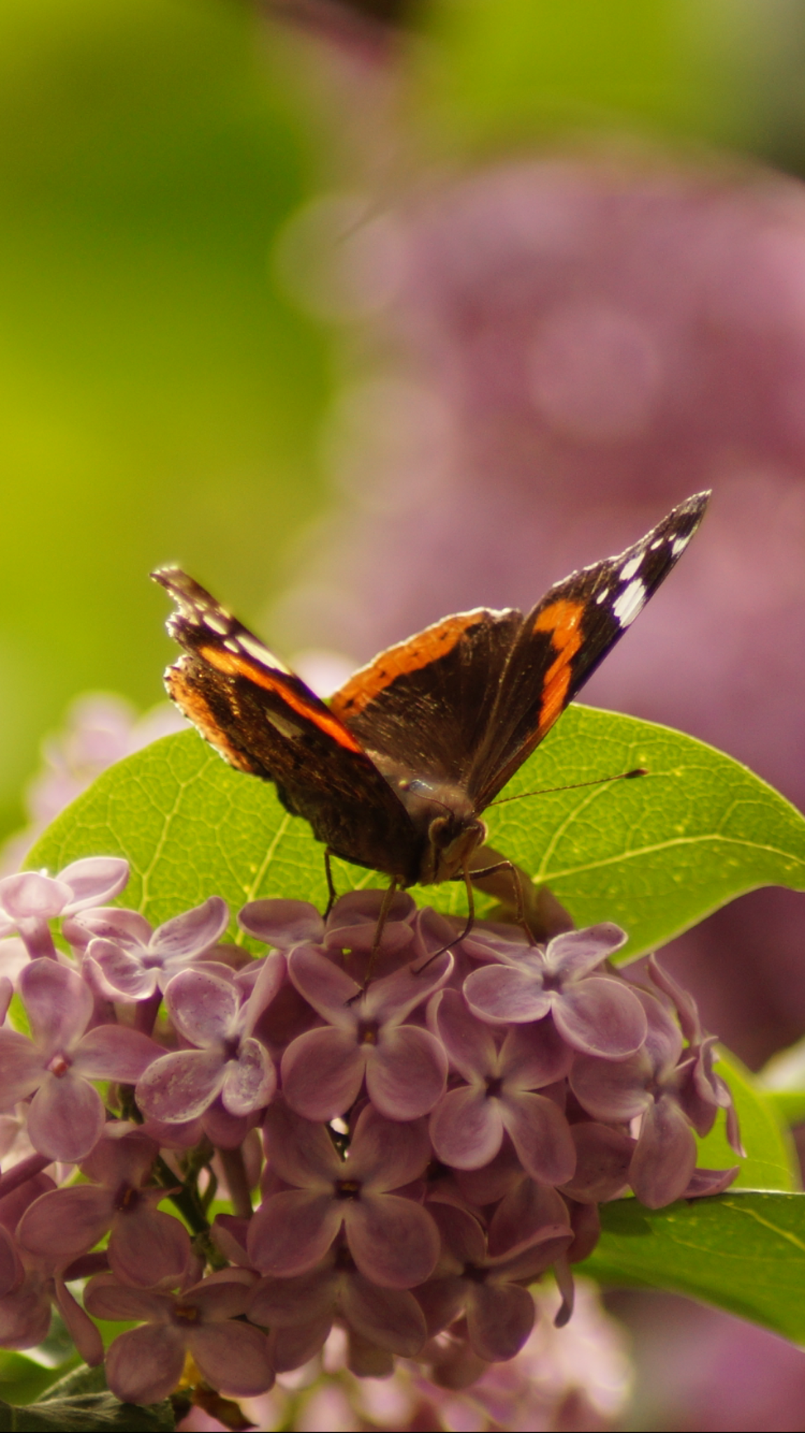 Auch der Schmetterling freut sich über den Frühling