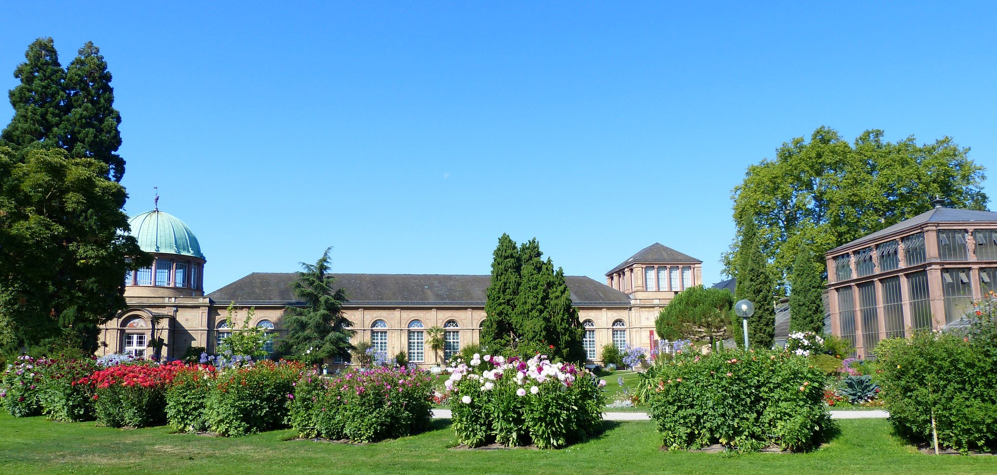 Die Dahlien im Botanischen Garten Karlsruhe stehen in voller Pracht