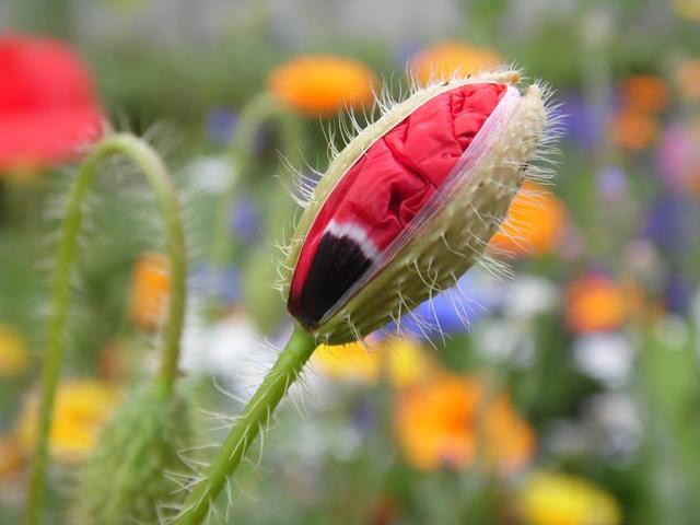 Frühling - Mohnblüte | Foto: T.Fey