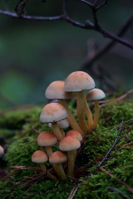 Kleine Pilzgruppe 