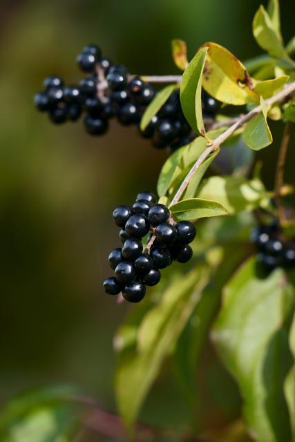 Vogelbeeren in der Herbstsonne