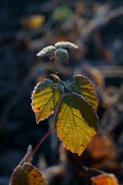 der Winter kommt