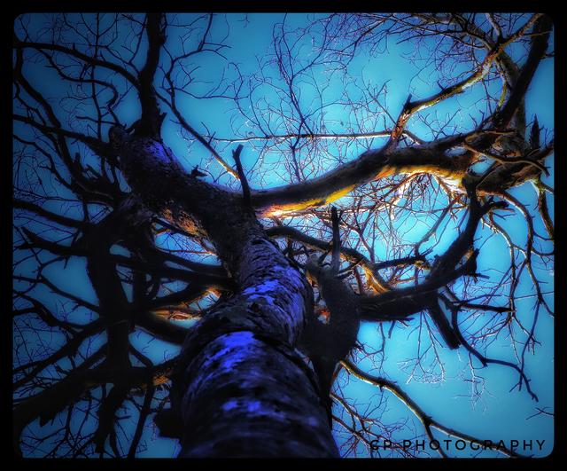 Mein Freund der Baum

Auch im Winter findet man im Pfälzer Wald interessante Bäume. Die Natur zeigt uns mehrere Schönheiten im Wald, auch wenn es erst auf den zweitem Blick ist. 
