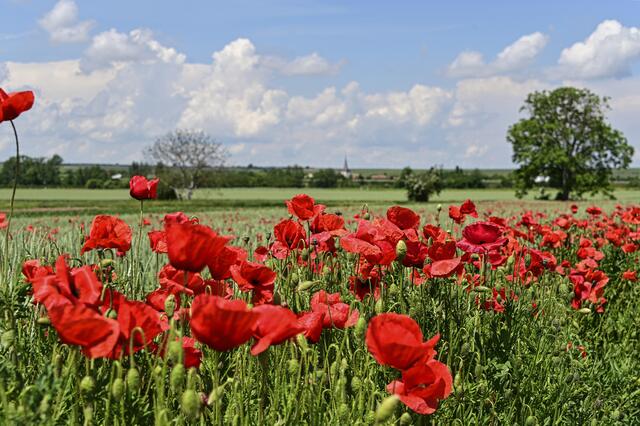 Rot blüht der Mohn | Foto: Ilona Schäfer