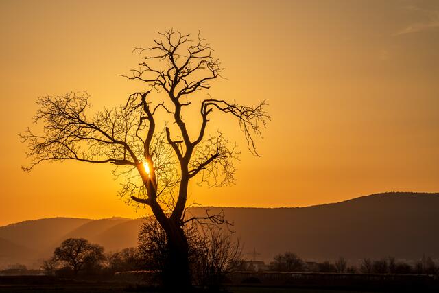 Dieser wunderschöne Baum begeistert mich schon seit Jahren. Er steht an der Autobahn A65 zwischen Haßloch und Neustadt. Letztes Jahr habe ich den Weg an die Fotolocation mit dem Fahrrad ausgekundschaftet. Gestern war es soweit: die Abendsonne stand genau richtig! Das Wetter perfekt!
Bild: privat/Georg Beck